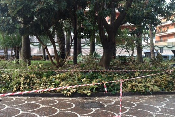 Alberi potati in Piazza Lauro